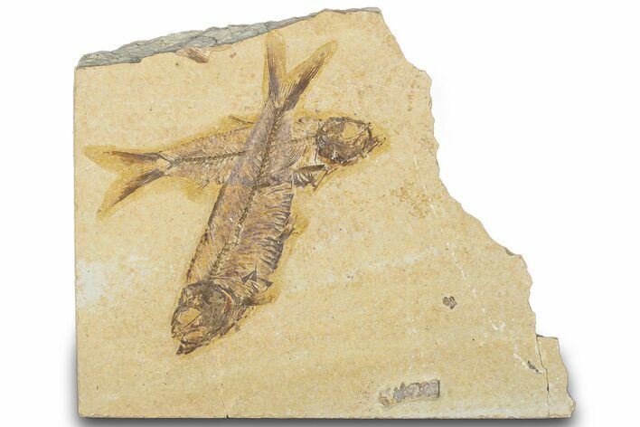 Pair Of Fossil Fish (Knightia) - Wyoming #320394